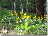 balsamroot flowers