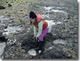 digging for oysters