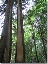 Traditional harvesting of cedar bark for basket making